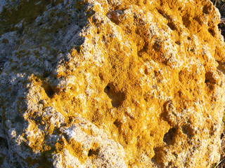 Moss covered rock surfaces, algae-bearing rocks, northward-facing rocks

