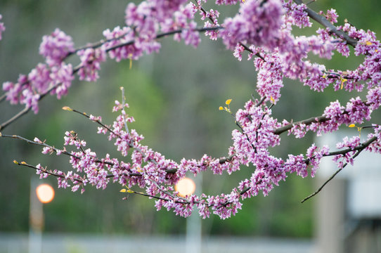 Redbud Trees In Bloom