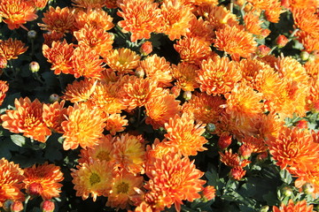Fototapeta na wymiar Orange chrysanthemums. Orange garden flowers