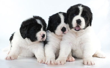 landseer puppy