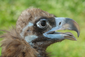 condor's head right view