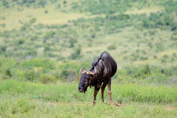 Gnu pręgowane w parku narodowym Pilanesberg © andrzej_67