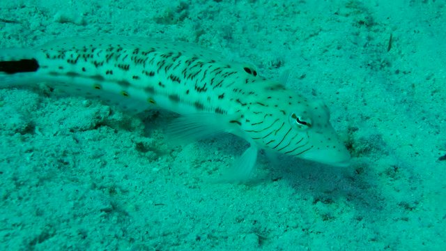 Speckled sandperch (Parapercis hexophtalma) lies on the sandy bottom and rotates the eyes, medium shot.
