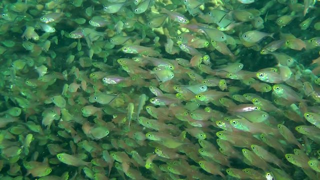 A large flock of fish Pigmy sweeper (Parapriacanthus ransonneti) and Dusky sweeper (Pempheris adusta).
