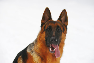 The portrait of a young German Shepherd dog sitting outdoors in winter
