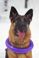 The portrait of a young German Shepherd dog sitting outdoors in winter with a puller ring toy around its neck
