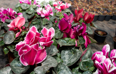 Pink cyclamen, Latin name 