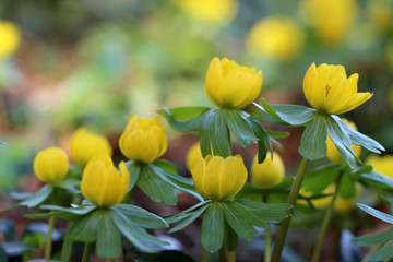 Winter aconite / Eranthis hyemalis grows in Southern Europe, the picture is taken in Germany.