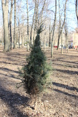 thuja occidentalis