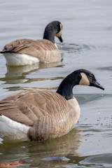 Swimming geese