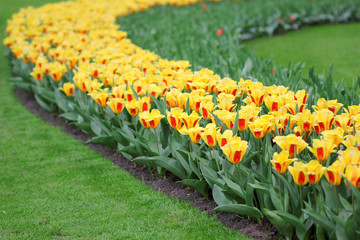 The big amount of the colorful tulips in the spring