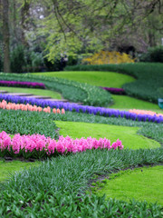 The big amount of the purple blue pink hyacinths