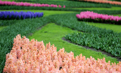 The big amount of the purple blue pink hyacinths