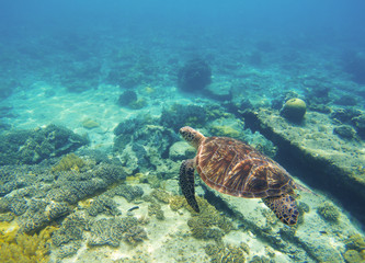 Underwater sea turtle close photo. Green tortoise in blue lagoon. Lovely sea turtle.