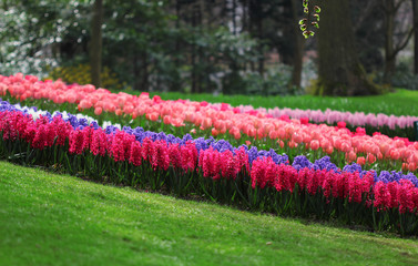 The big amount of the purple blue pink hyacinths