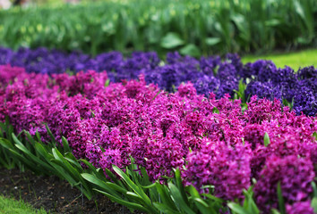 The big amount of the purple blue hyacinths