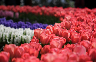 The big amount of the colorful tulips in the spring
