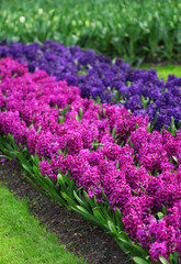 The big amount of the purple blue hyacinths