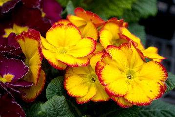 Double primrose colored paint, Latin name 