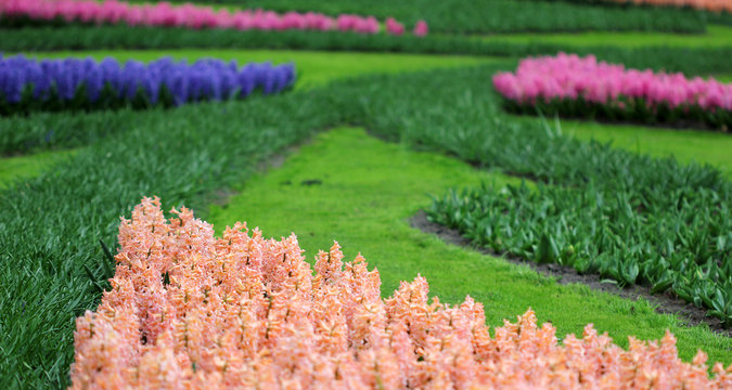 Fototapeta The big amount of the purple blue pink hyacinths