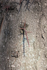 the thorns on the tree