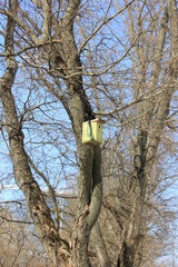 houses for the birds birdhouses