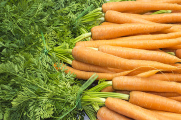 manojos de zanahorias  con hojas