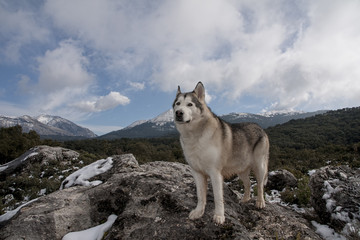 hermoso alaskan malamute en un entorno nevado