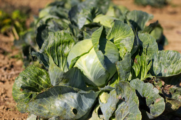 organic cabbage in the garden, vegetable before harvest on the farm 