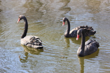 beautiful swans