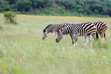 Zebry stepowe Equus quagga w parku narodowym Pilanesberg