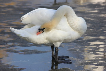 beautiful swans