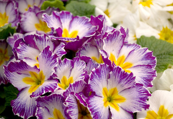 Double primrose colored paint, Latin name "Primula vulgaris" in the greenhouse in Serbia