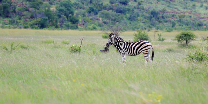 Zebra stepowa w parku narodowym Pilanesberg