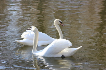 beautiful swans