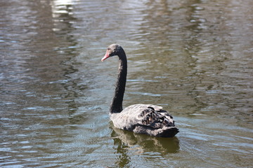 Naklejka premium beautiful swans