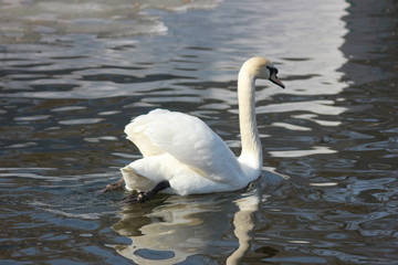 beautiful swans