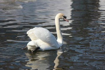 beautiful swans