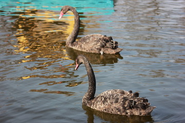 beautiful swans