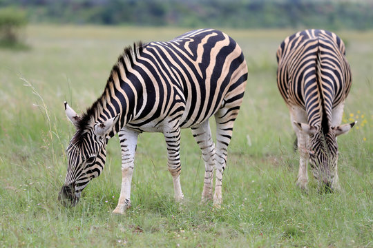 Zebry stepowe Equus quagga w parku narodowym Pilanesberg