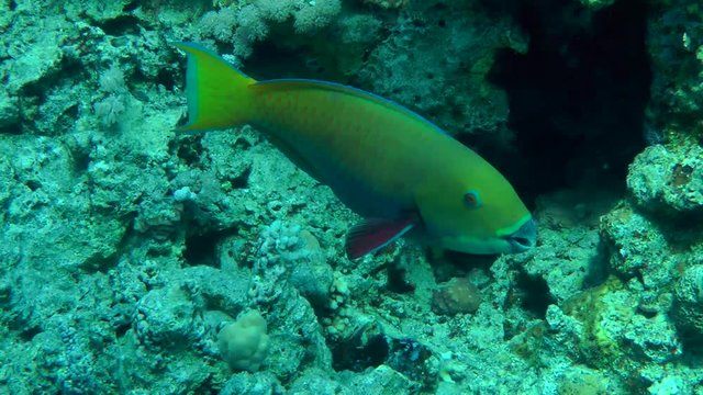 Female Heavybeak parrotfish (Chlorurus gibbus) swims on the background of the reef, then leaves the frame, medium shot.
