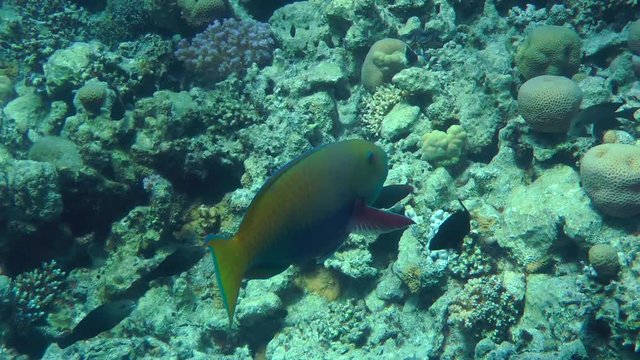 Female Heavybeak parrotfish (Chlorurus gibbus) swims on the background of the reef, medium shot.
