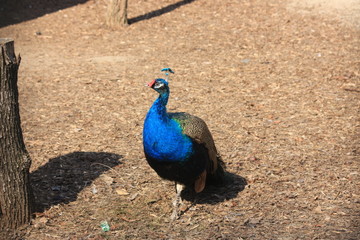 Fototapeta premium peacock