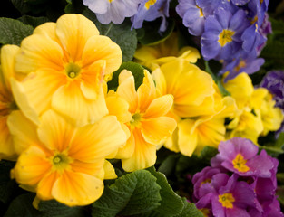 Double primrose colored paint, Latin name "Primula vulgaris" in the greenhouse in Serbia