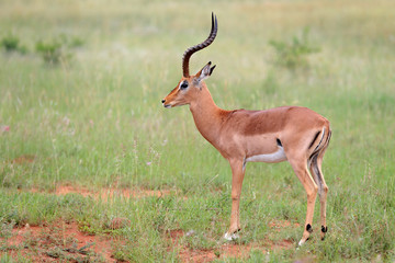 Naklejka na ściany i meble Antylopa impala w parku narodowym Pilanesberg