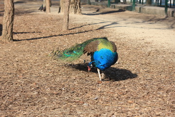 peacock