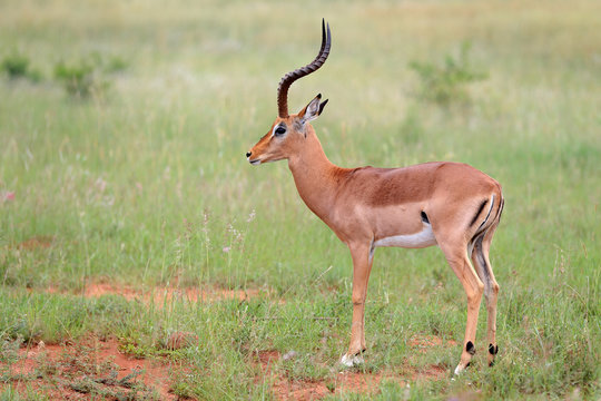 Fototapeta Antylopa impala w parku narodowym Pilanesberg