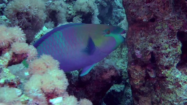 Male Rusty parrotfish (Scarus ferrugineus) is looking for food on a coral reef, then leaves the frame, medium shot.
