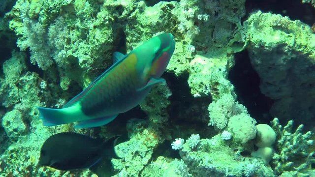 Male Daisy parrotfish (Chlorurus sordidus) is looking for food among the corals, then leaves the frame, medium shot.
