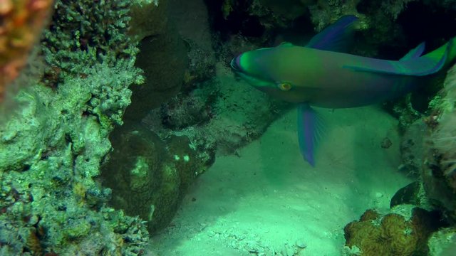 Male Rusty parrotfish (Scarus ferrugineus) is looking for food on a coral reef, then leaves the frame, medium shot.
